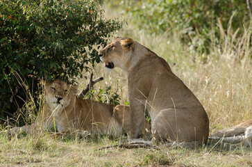 lion, femelle, lionne, Panthera leo, Réserve de Masai Mara, Kenya, Afrique de l'Est