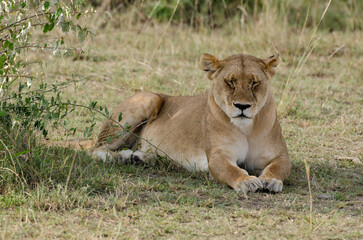 lion, femelle, lionne, Panthera leo, Réserve de Masai Mara, Kenya, Afrique de l'Est
