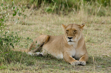 lion, femelle, lionne, Panthera leo, Réserve de Masai Mara, Kenya, Afrique de l'Est