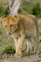 lion, femelle, lionne, Panthera leo, Réserve de Masai Mara, Kenya, Afrique de l'Est