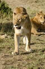 lion, femelle, lionne, Panthera leo, Réserve de Masai Mara, Kenya, Afrique de l'Est