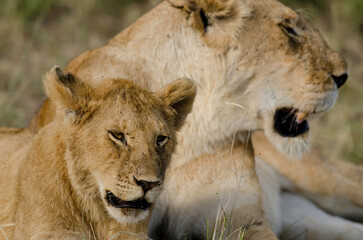 lion, femelle, lionne, Panthera leo, Réserve de Masai Mara, Kenya, Afrique de l'Est