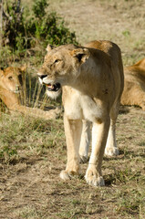lion, femelle, lionne, Panthera leo, Réserve de Masai Mara, Kenya, Afrique de l'Est