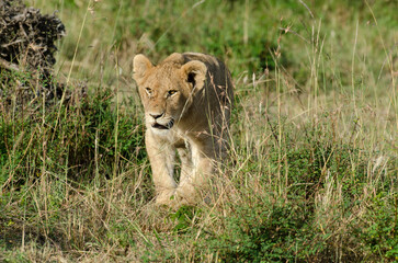 lion, jeune, lionceau, Panthera leo, Afrique