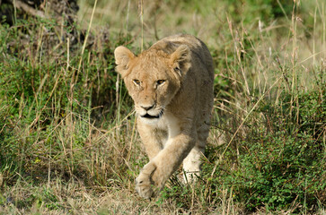 lion, jeune, lionceau, Panthera leo, Afrique