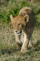 lion, jeune, lionceau, Panthera leo, Afrique