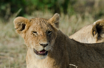 lion, jeune, lionceau, Panthera leo, Afrique