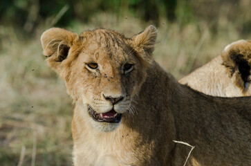 lion, jeune, lionceau, Panthera leo, Afrique