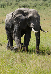 &eacute;l&eacute;phant d'Afrique, Loxodonta africana, R&eacute;serve de Masai Mara, Afrique de l'Est