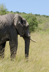 Fototapeta premium éléphant d'Afrique, Loxodonta africana, Réserve de Masai Mara, Afrique de l'Est