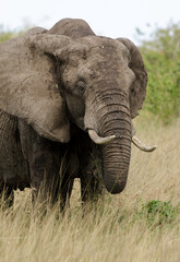 &eacute;l&eacute;phant d'Afrique, Loxodonta africana, R&eacute;serve de Masai Mara, Afrique de l'Est