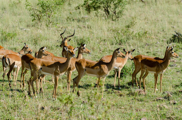 impala, Aepyceros melampus, Afrique de l'Est