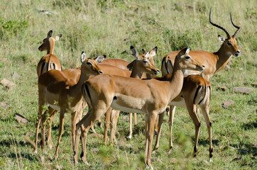 impala, Aepyceros melampus, Afrique de l'Est