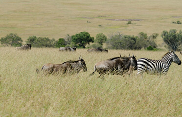 Gnou à queue noire, Connochaetes taurinus, zèbre de Grant, Equus quagga boehmi, réserve...