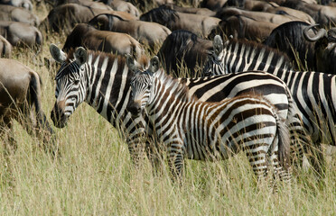 Gnou à queue noire, Connochaetes taurinus, zèbre de Grant, Equus quagga boehmi, réserve...
