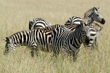 zèbre de Grant, Equus quagga boehmi, réserve nationale du Masai Mara, Kenya, Afrique de l'Est