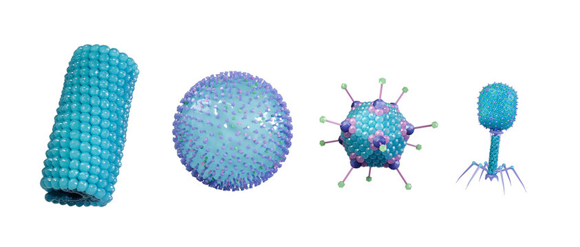Scientific illustration showing different virus types by shape, including helical, spherical, icosahedral and bacteriophage structures. 3d rendering.