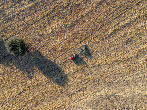 Aerial view of a lone red tractor cutting through golden fields, casting long shadows near a solitary green tree, Contrada Rapinella, Fragneto, Campania, Italy.