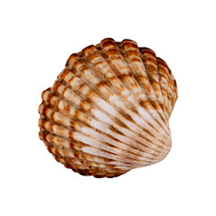 seashell isolated on white background
