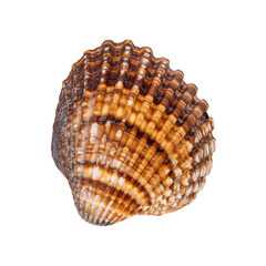 seashell isolated on white background