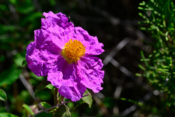 Obraz premium Kretische Zistrose // Pink rock-rose (Cistus creticus) - Voidokilia, Peloponnes, Griechenland