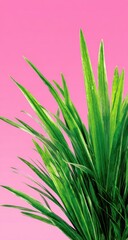 Fototapeta premium Vivid green grass blades diagonally against a gradient pink background. Sunlight highlights the texture of the leaves