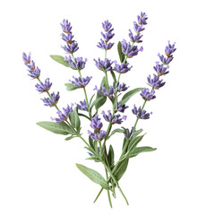 Naklejka premium Freshly harvested lavender bouquet displayed on a clean white background for floral arrangement inspiration on transparent background