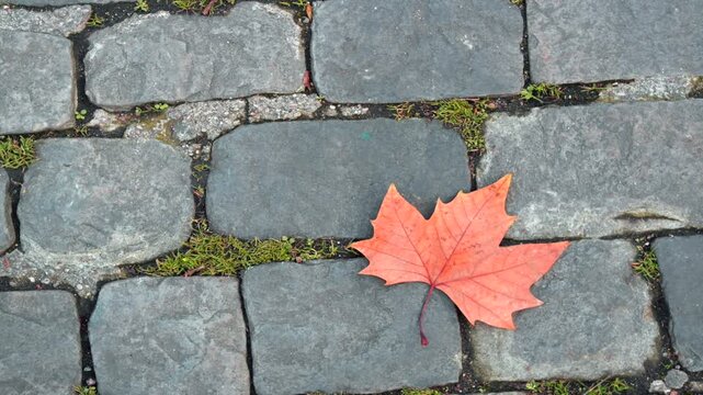 Autumn leaf on a Paris pavement, Paris, France 	