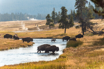 A herd of bison are crossing a river in a grassy field, likely migrating or seeking resources such as water or grazing land.