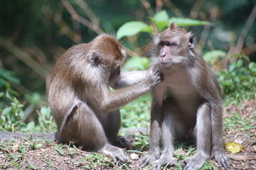 Two Long-Tailed Macaques Engaged in Grooming Behavior