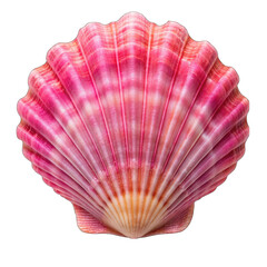 Fototapeta premium seashell on white background