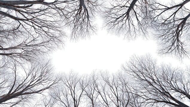 Bare tree branches form a natural frame against a bright white sky, creating a stark, wintry scene with delicate, intertwining silhouettes