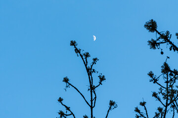 Moonrise Over Bare Branches - Half Moon in Daylight Sky with Silhouetted Tree Branches