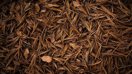Photograph of dry pine needles and leaves scattered on dark soil, creating a textured surface.