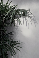 Photo real taken natural green tropical palm botanical plant tree outdoor white wall background