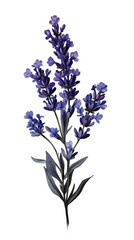 Fototapeta premium A single lavender flower on a delicate stem, captured in detail 