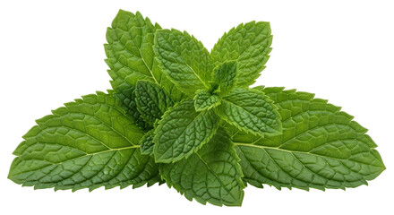 Isolated Mint Leaves