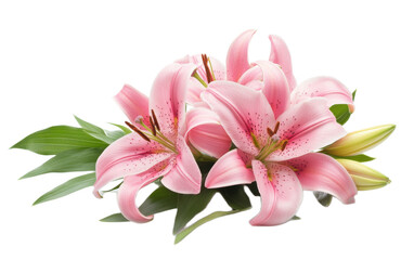 Fototapeta premium Pink lily flower bouquet on white background,png