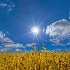 summer golden wheat field under a blue cloudy sky at the sunny day