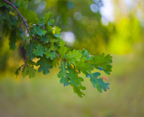 closeup green oak branch with acorn