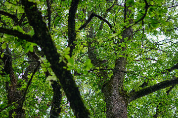 Lush green foliage fills the canopy of a dense forest during a sunny afternoon