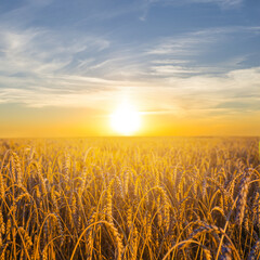 summer golden wheat field at the  sunset
