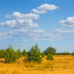 fir tree forest growth on a sand at the summer  day