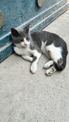 Chubby grey and white cat resting near a historic monument in Cairo, Egypt, blending urban street life with ancient architectural heritage.