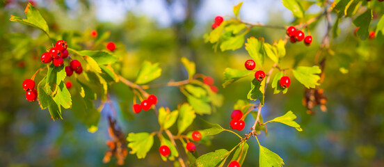 closeup hawthorn bush branch with red ripen berries