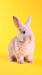 Obraz premium A light beige bunny against a bright yellow background