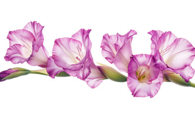 Purple gladiolus flowers on white background,png