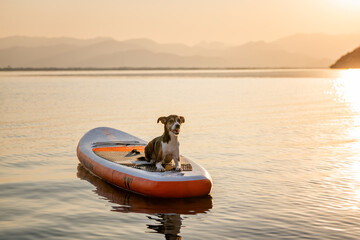 At sunrise, a dog is riding on a paddleboard on a lake