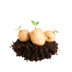 Photo of three small freshly harvested potatoes placed mound of dark brown, moist soil isolated on transparent background