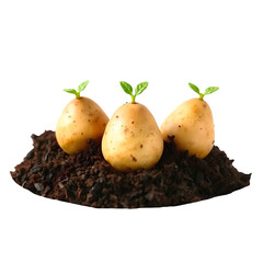 Photo of three small freshly harvested potatoes placed mound of dark brown, moist soil isolated on transparent background